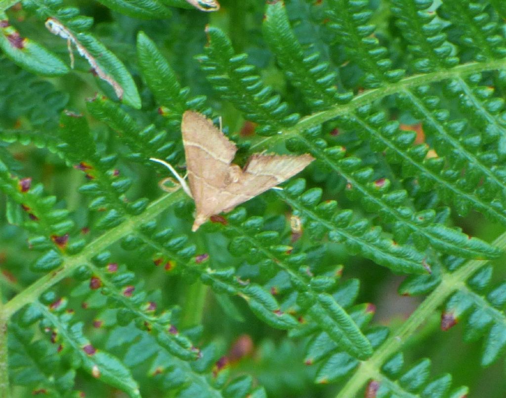 Falena da identificare 1
